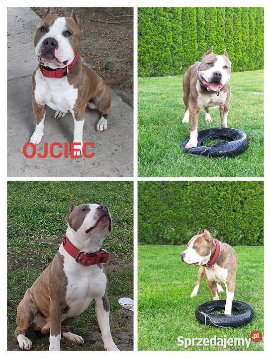 Szczenięta Amstaff american staffordshire Wyszków