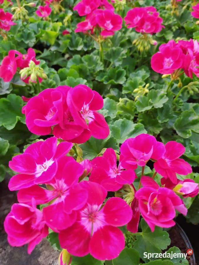 Pelargonie begonie surfinie i inne Krynice