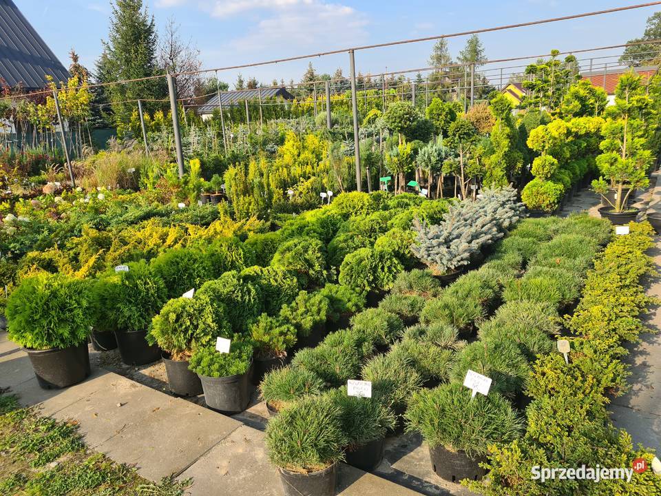 Thuja Golden Globe 6080 złota kula Szkółka Rydzyny