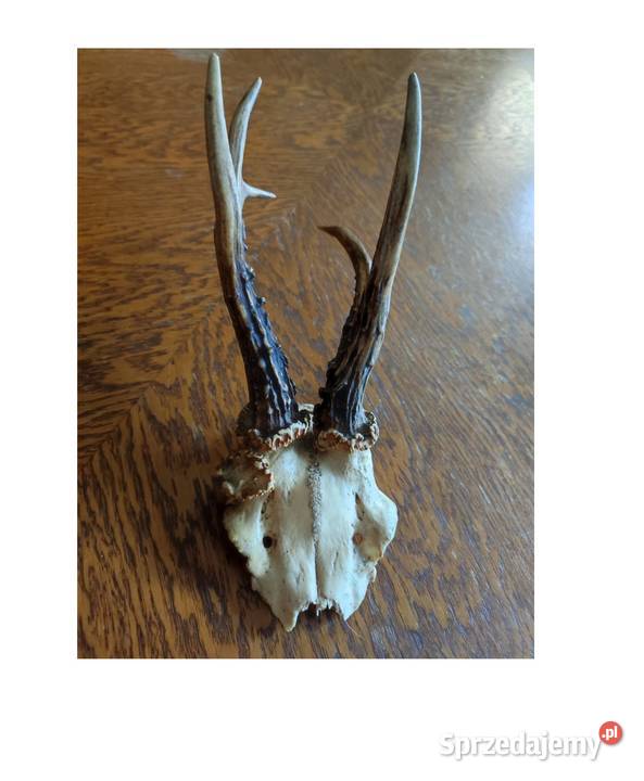 poroże porostki rogi jelenia kozła daniela Kielce