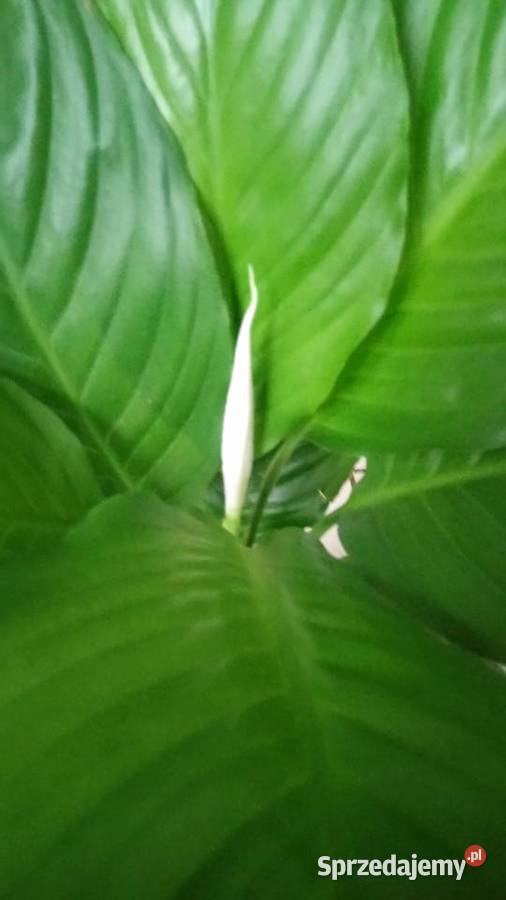 Zyworodkaaloes mazowieckie