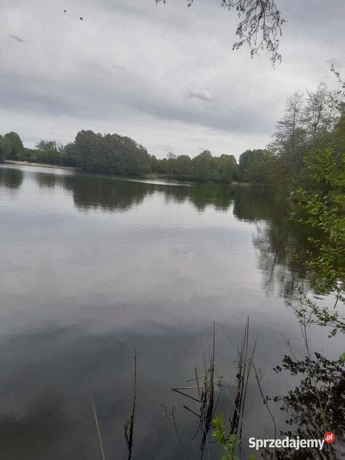 Żywe ryby węgorze jesiotr karp tołpyga amur lin Ryby wielkopolskie Słupca sprzedam