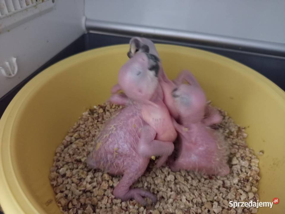 Ara Ararauna ręcznie karmione śląskie Mikołów