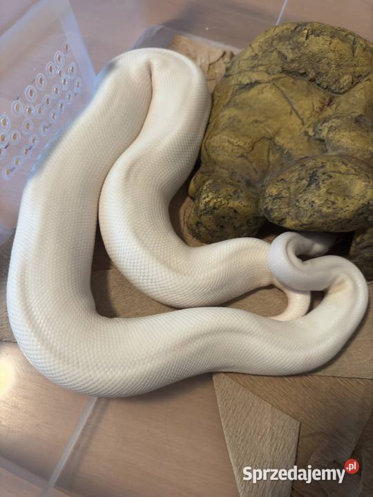 Wąż coconut pied i spider pomorskie Sopot