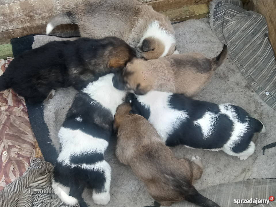 Sympatyczne pieski szukają domu Tarczyn