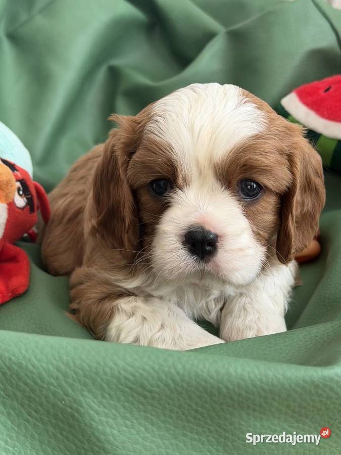Cavalier King Charles Spaniel piesek Bambi