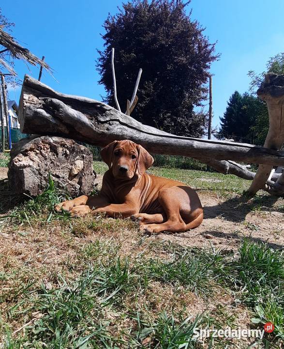 Szkolenie Szczenięta Rhodesian Ridgeback ZKwPFCI sprzedam