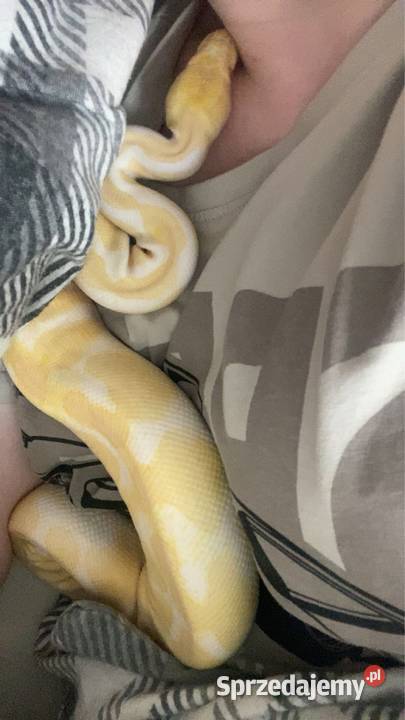 Pyton królewski Albino wyjątkowe umaszczenie Zabrze