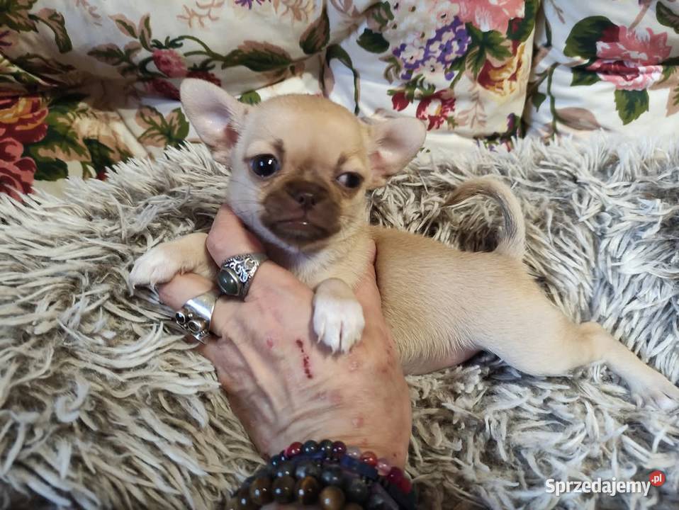 Cudnej urody mini suczka chihuahua Rodowód 4 Psy Starachowice