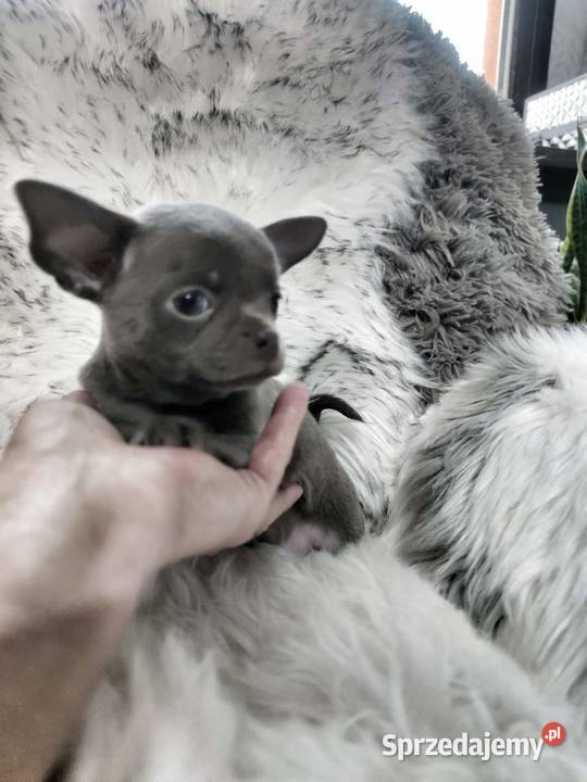Chłopcy chihuahua gotowi do odbioru piękne Ciszkowo sprzedam