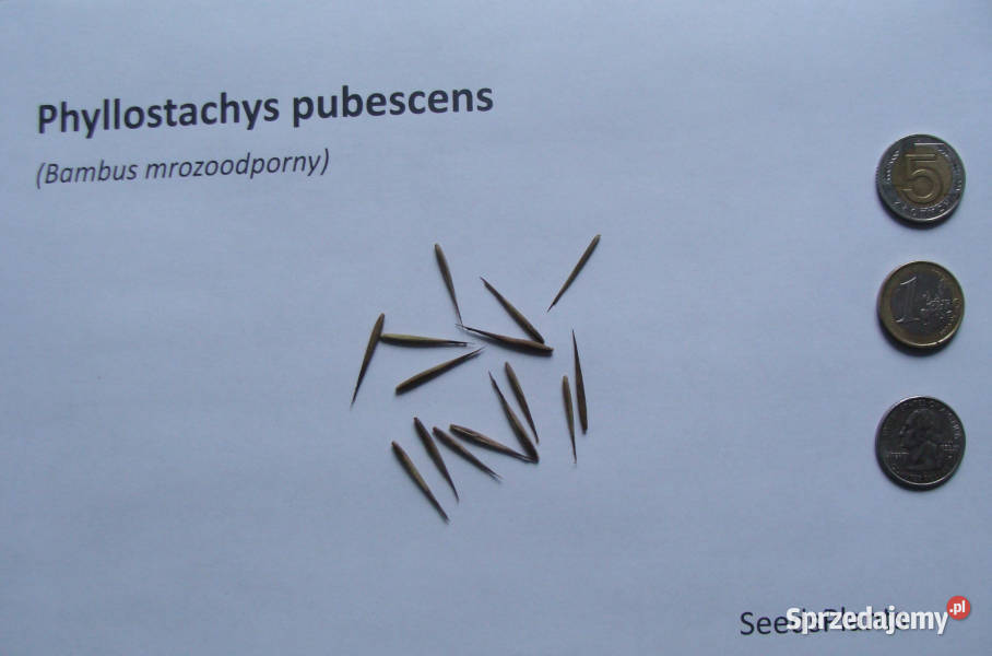 BAMBUS MROZOODPORNY Phyllostachys pubescens Nasiona Lubanie sprzedam