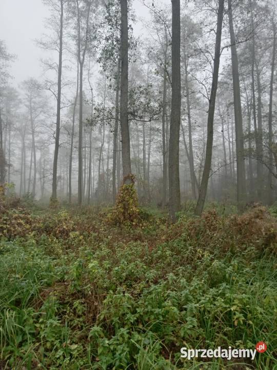 Sprzedam Dzałkę Budowlaną 1000m2 z własną linią prąd Piotrkowo
