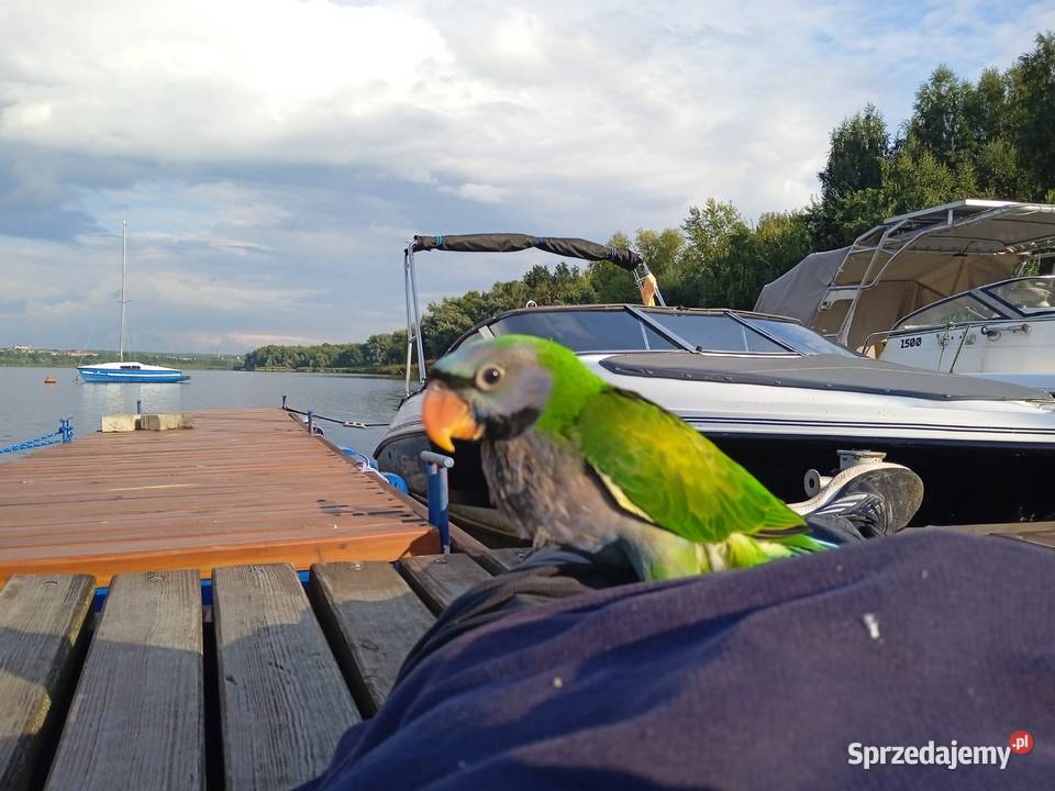 Papuga ręcznie karmiona Aleksandretta Chińska Żernica