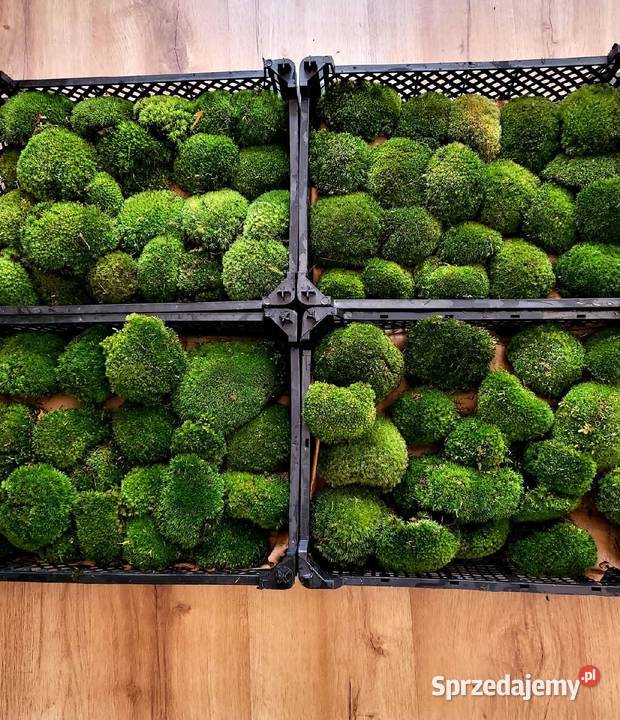 Mech kulki zielone żywemaleńkie mazowieckie Warszawa