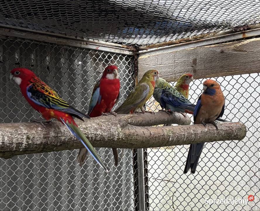Rozelle królewskie i białolice Nadma sprzedam