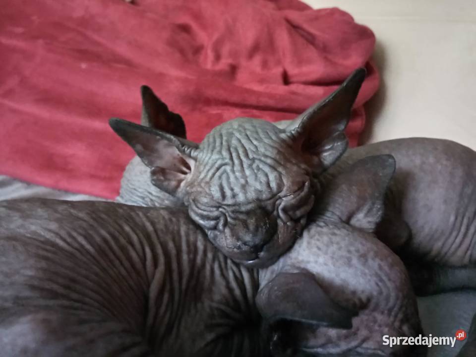 Czarny pręgowany Kocurek Płatna Adopcja Warszawa