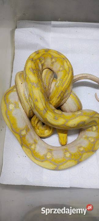 Pyton siatkowany Karłowice