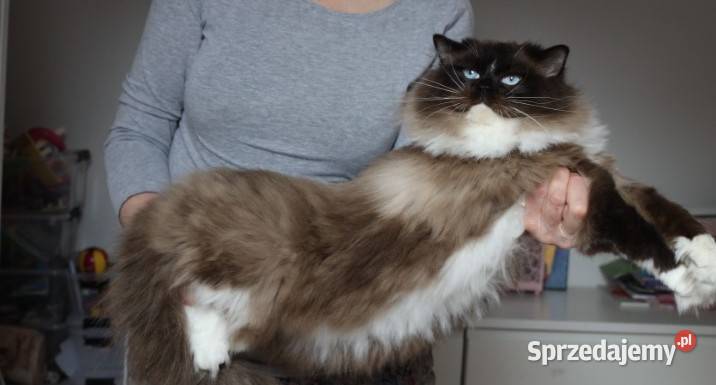 Kocur ragdoll 7 lat dolnośląskie Wrocław