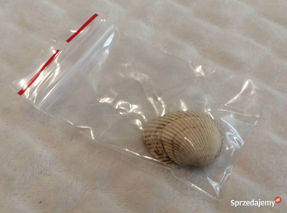 Muszla 35 68 Kreatywne śląskie Czeladź