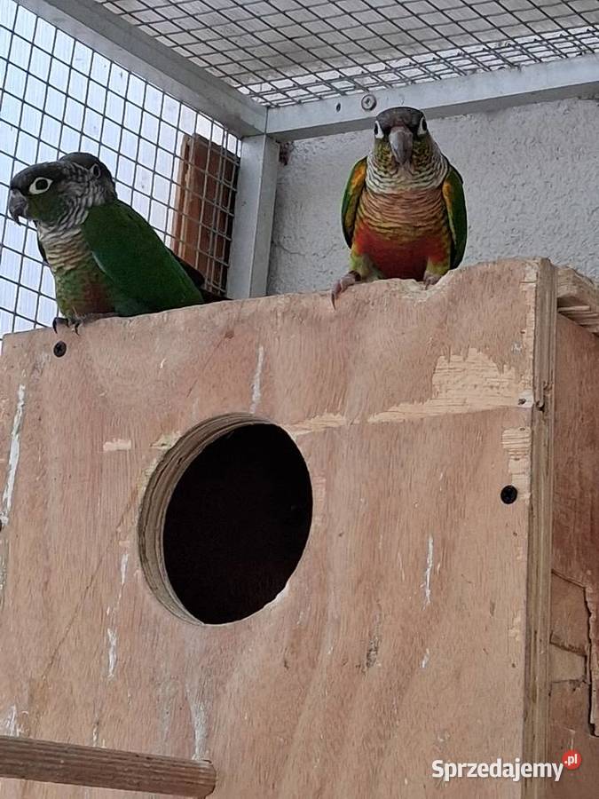 Sprzedam Papugi