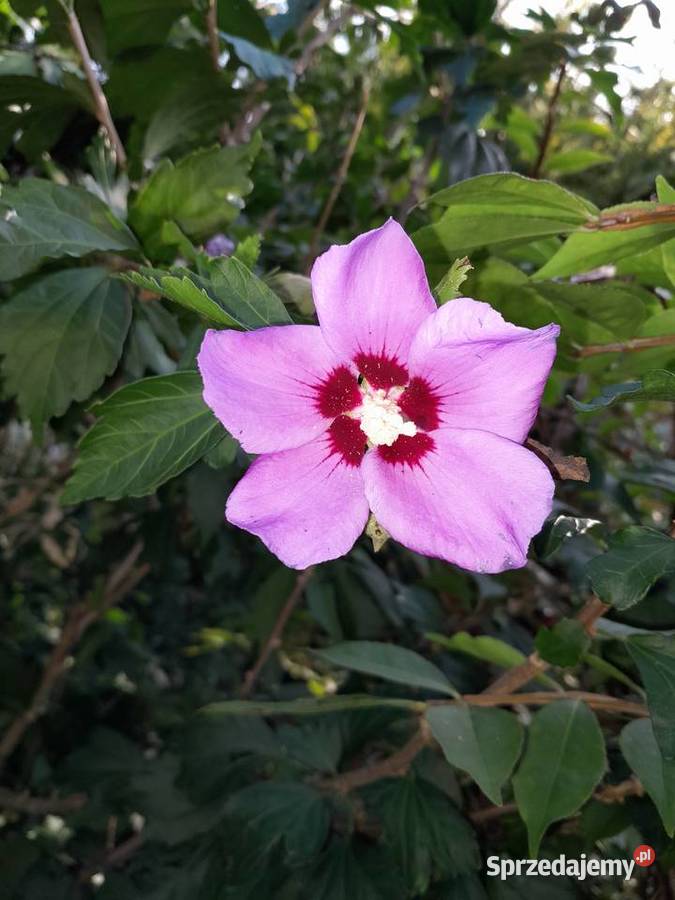 ketmia hibiskus różowy Żywiec