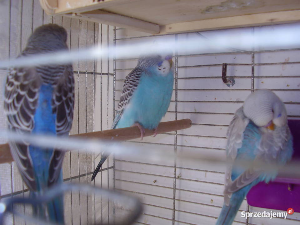 Papużki faliste dwumiesięczne i starsze sprzedam Kraków sprzedam