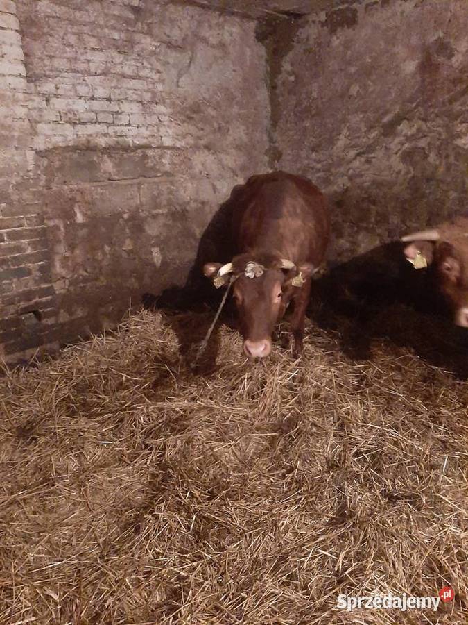 Sprzedam jałówkę wysokocielną Bydło Ostrowiec Świętokrzyski
