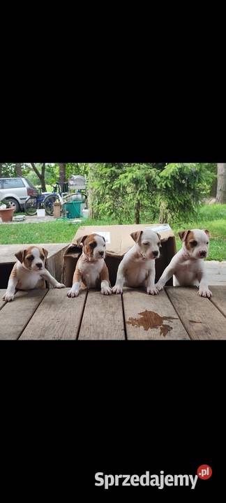 Amstaff American Staffordshire Terrier ZKwP FCI Białystok