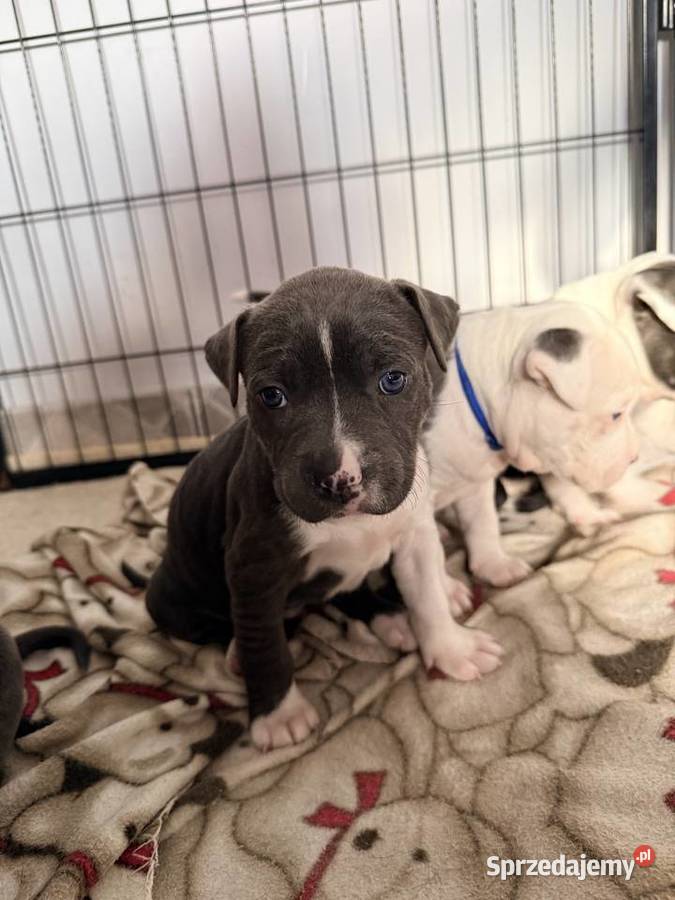 Trzy suczki Amstaff Blue Brzeziny