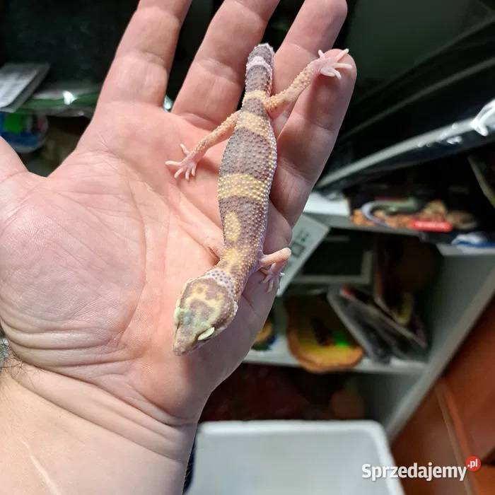 Gekon Lamparci Eublepharis macularius Rzeszów