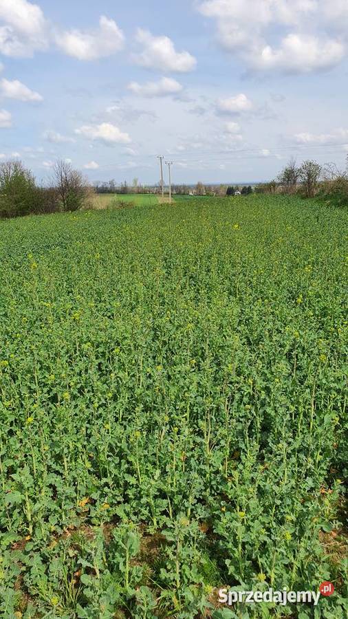 Pole rolne 77 a Sprzedaż Siedlec