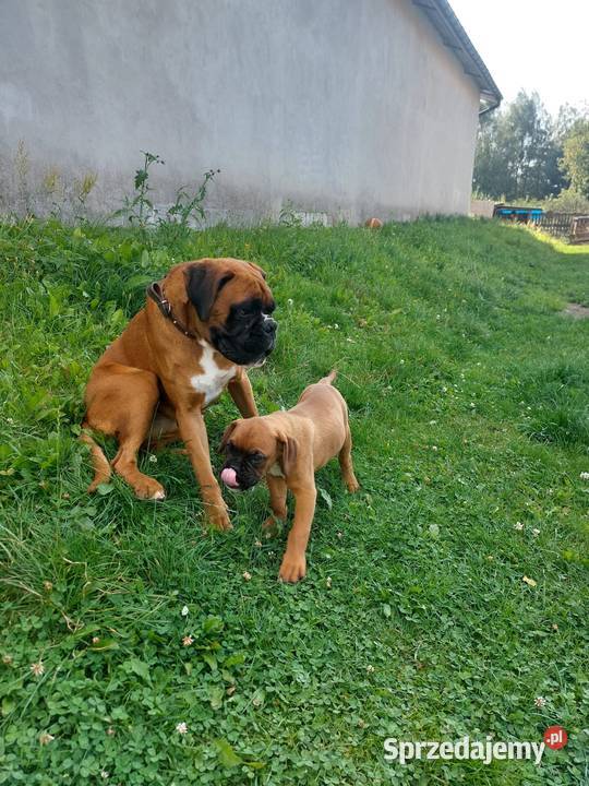 Bokserki Międzyrzec Podlaski