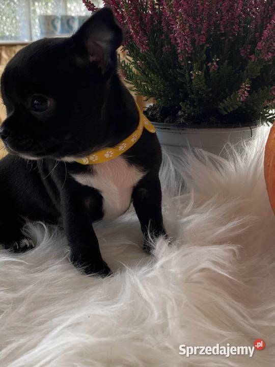 CHIHUAHUA DWIE PIĘKNE SUNIE I PIESEK