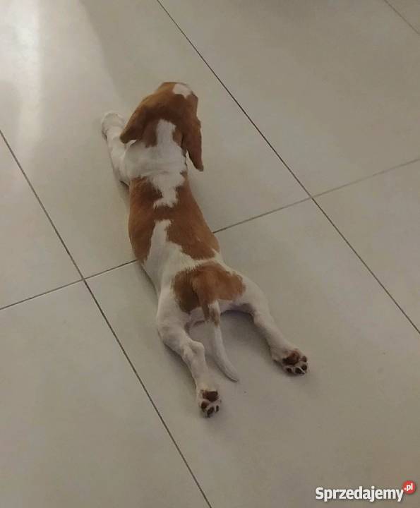 Piękna 3miesięczna sunia beagle