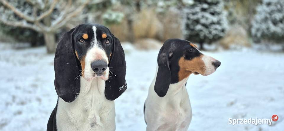 Gończy Berneński w Polsce mazowieckie Żyrardów
