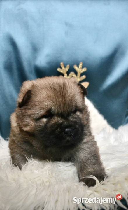 Chow chow FCI ZKwP lubuskie Gubin