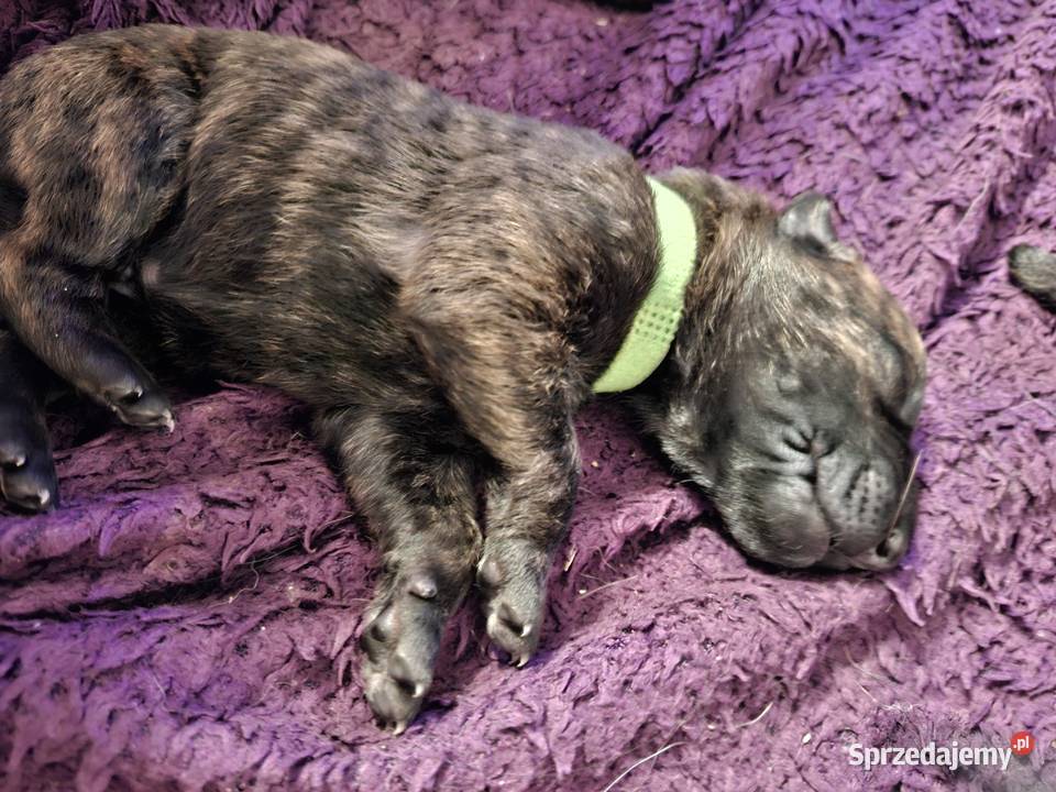 Owczarek Holenderski FCI szczeniaki Rumia sprzedam