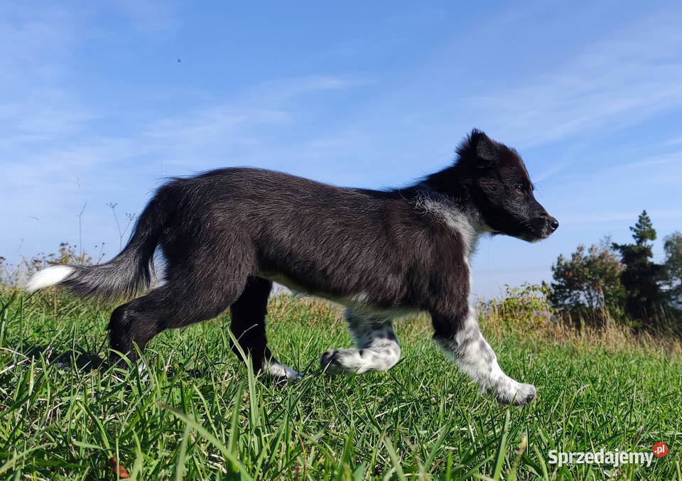Suczka BORDER COLLIE z pełną dok przebadani Pozostałe