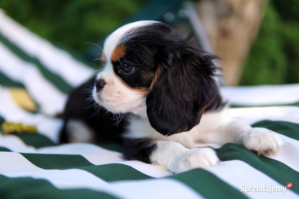 Szczenięta Cavalier King Charles Spaniel Rzeszów
