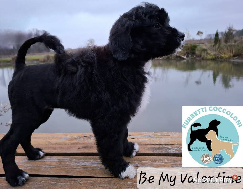 Szczenięta portugalski pies dowodny zkwp FCI kujawsko-pomorskie Makówiec