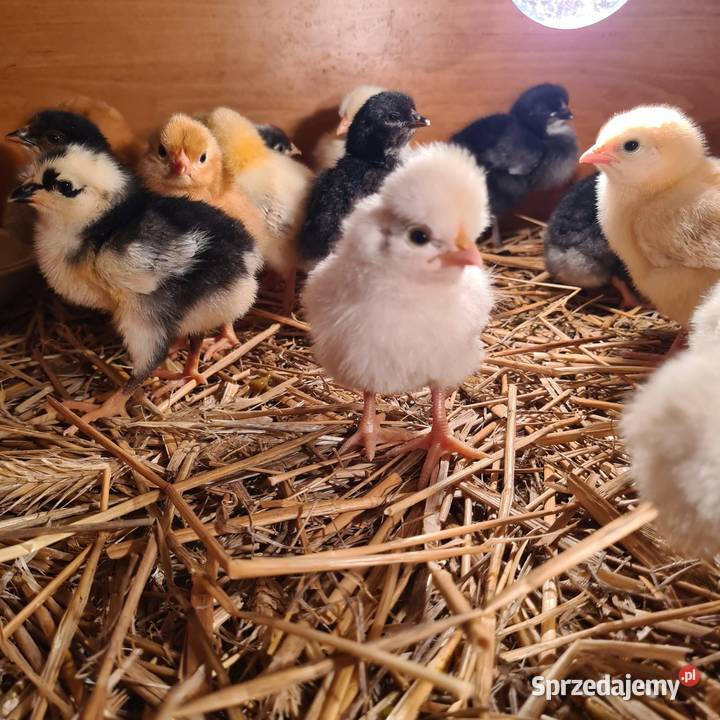 Pisklaki kurczaki Drób i ptactwo Łaskarzew