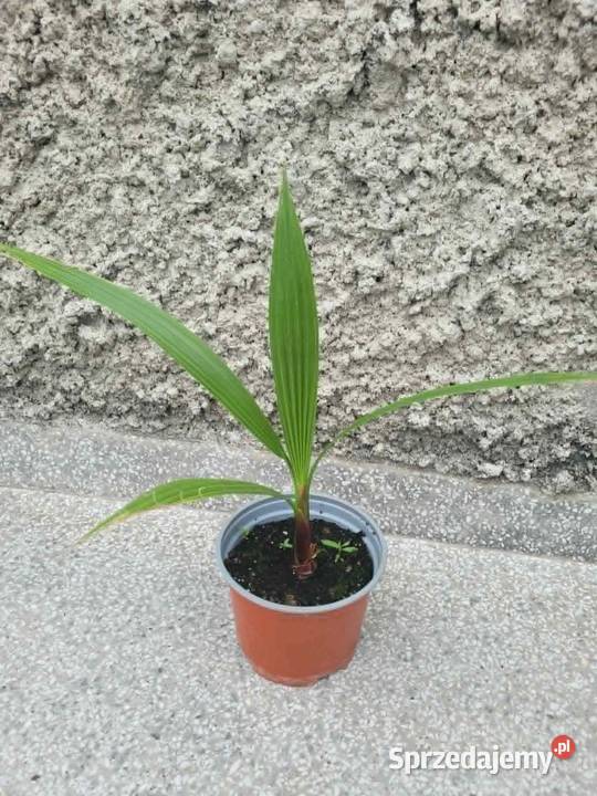 Palma Waszyngtonia Robusta Radzymin sprzedam