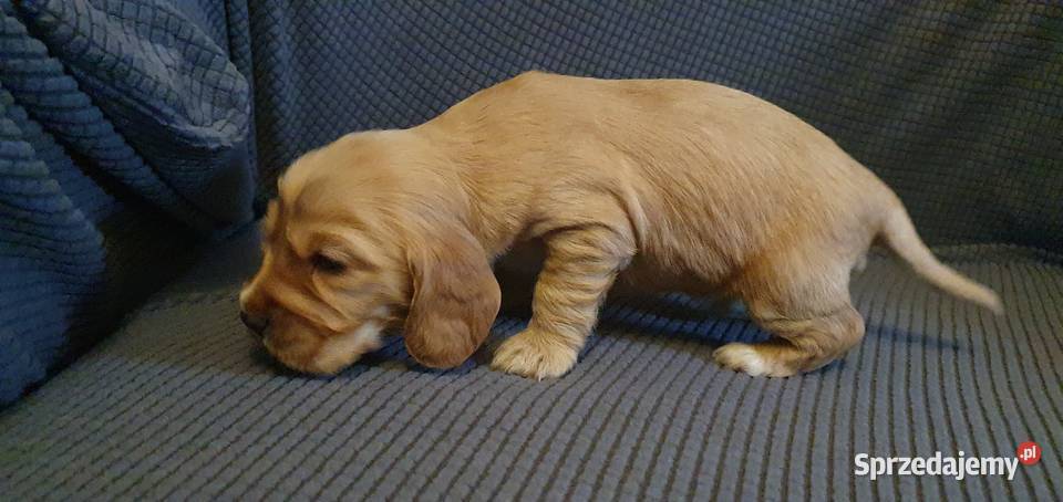 Cocker Spaniel Angielski piesek Radom