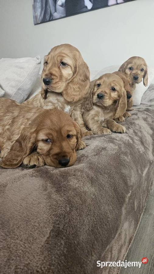 Cocker Spaniel szczeniaki Busko-Zdrój sprzedam
