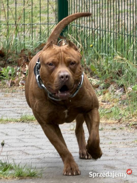 Pitbull Reproduktor