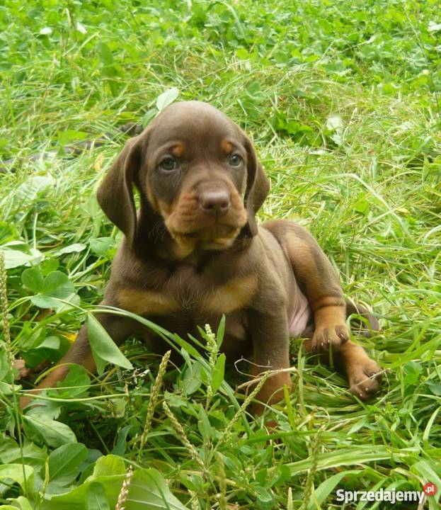 Gończe polski i czekoladowe Czarnolas