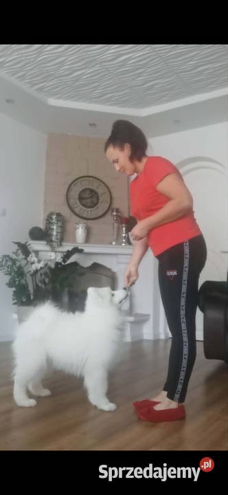 Samojed Samojedy FCI Zwierzęta sprzedam