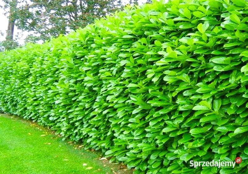 Laurowiśnia caucasica i novita