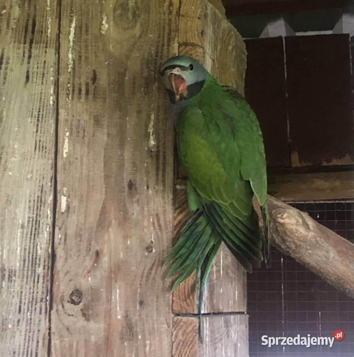 Aleksadretta Chińska Kobyłki