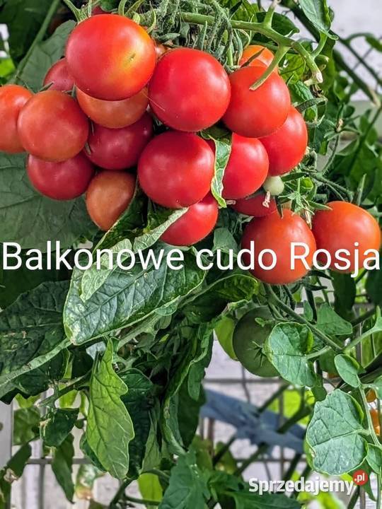 Pomidor odporny na zarazę z OC Syberia grunt Kraków